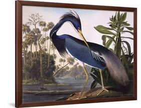 Louisiana Heron-John James Audubon-Framed Giclee Print