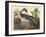 Louisiana Heron-John James Audubon-Framed Giclee Print