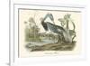 Louisiana Heron-John James Audubon-Framed Premium Giclee Print