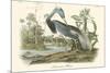 Louisiana Heron-John James Audubon-Mounted Premium Giclee Print