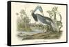 Louisiana Heron-John James Audubon-Framed Stretched Canvas