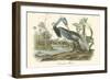 Louisiana Heron-John James Audubon-Framed Art Print