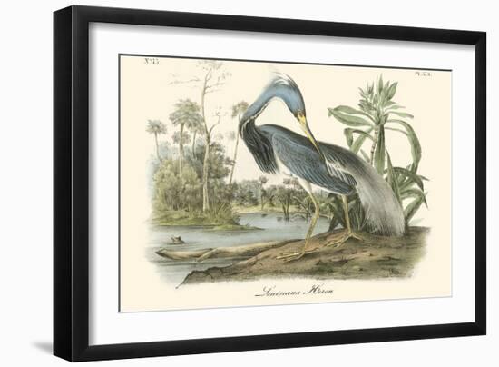 Louisiana Heron-John James Audubon-Framed Art Print