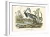 Louisiana Heron-John James Audubon-Framed Art Print