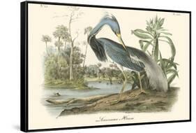 Louisiana Heron-John James Audubon-Framed Stretched Canvas