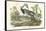Louisiana Heron-John James Audubon-Framed Stretched Canvas
