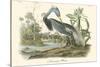 Louisiana Heron-John James Audubon-Stretched Canvas