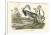 Louisiana Heron-John James Audubon-Framed Art Print