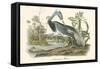 Louisiana Heron-John James Audubon-Framed Stretched Canvas