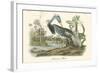 Louisiana Heron-John James Audubon-Framed Art Print