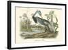 Louisiana Heron-John James Audubon-Framed Art Print