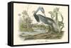 Louisiana Heron-John James Audubon-Framed Stretched Canvas