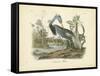 Louisiana Heron-John James Audubon-Framed Stretched Canvas