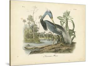 Louisiana Heron-John James Audubon-Stretched Canvas