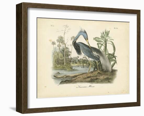 Louisiana Heron-John James Audubon-Framed Art Print