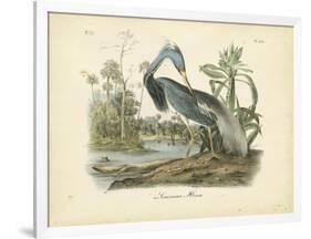 Louisiana Heron-John James Audubon-Framed Art Print