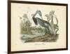 Louisiana Heron-John James Audubon-Framed Art Print