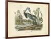 Louisiana Heron-John James Audubon-Framed Art Print