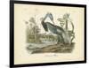 Louisiana Heron-John James Audubon-Framed Art Print