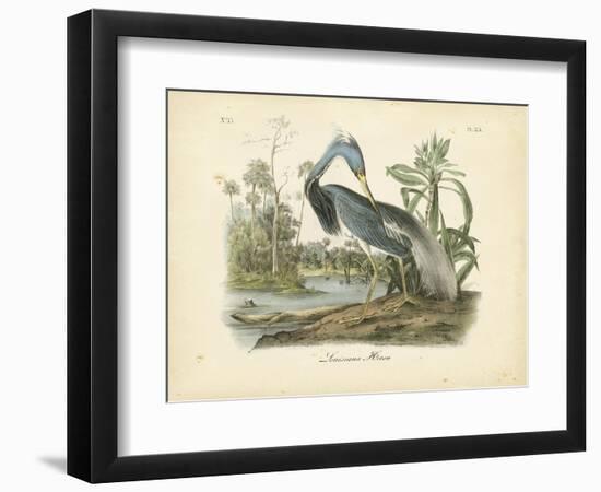 Louisiana Heron-John James Audubon-Framed Art Print