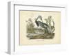 Louisiana Heron-John James Audubon-Framed Art Print