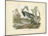 Louisiana Heron-John James Audubon-Mounted Art Print