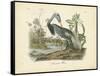 Louisiana Heron-John James Audubon-Framed Stretched Canvas