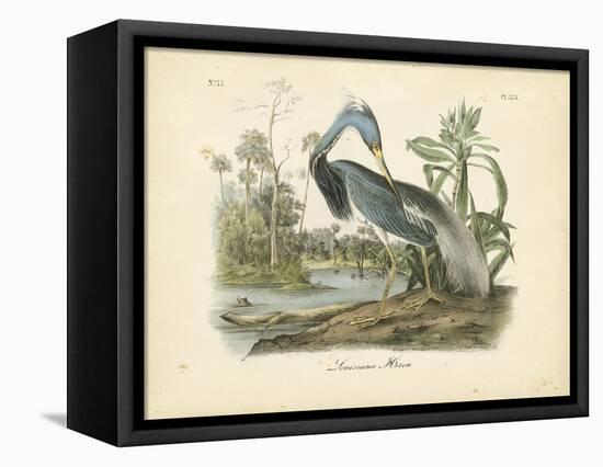 Louisiana Heron-John James Audubon-Framed Stretched Canvas