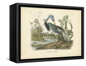 Louisiana Heron-John James Audubon-Framed Stretched Canvas