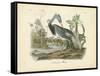 Louisiana Heron-John James Audubon-Framed Stretched Canvas