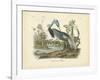 Louisiana Heron-John James Audubon-Framed Art Print