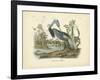 Louisiana Heron-John James Audubon-Framed Art Print