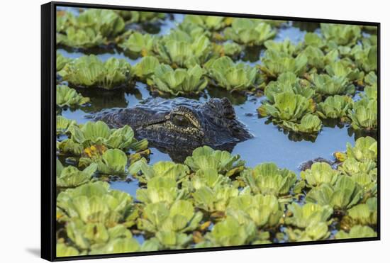 Louisiana, Jefferson Island. Alligator in Swamp Lettuce-Jaynes Gallery-Framed Stretched Canvas