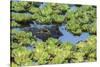 Louisiana, Jefferson Island. Alligator in Swamp Lettuce-Jaynes Gallery-Stretched Canvas