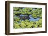 Louisiana, Jefferson Island. Alligator in Swamp Lettuce-Jaynes Gallery-Framed Photographic Print