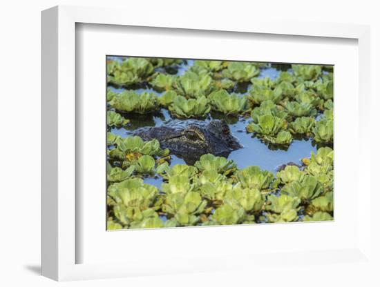 Louisiana, Jefferson Island. Alligator in Swamp Lettuce-Jaynes Gallery-Framed Photographic Print