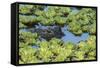 Louisiana, Jefferson Island. Alligator in Swamp Lettuce-Jaynes Gallery-Framed Stretched Canvas