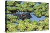 Louisiana, Jefferson Island. Alligator in Swamp Lettuce-Jaynes Gallery-Stretched Canvas