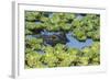Louisiana, Jefferson Island. Alligator in Swamp Lettuce-Jaynes Gallery-Framed Photographic Print