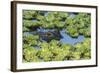 Louisiana, Jefferson Island. Alligator in Swamp Lettuce-Jaynes Gallery-Framed Photographic Print