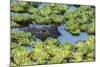 Louisiana, Jefferson Island. Alligator in Swamp Lettuce-Jaynes Gallery-Mounted Photographic Print