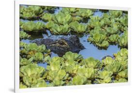 Louisiana, Jefferson Island. Alligator in Swamp Lettuce-Jaynes Gallery-Framed Photographic Print