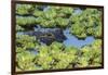 Louisiana, Jefferson Island. Alligator in Swamp Lettuce-Jaynes Gallery-Framed Photographic Print