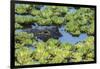 Louisiana, Jefferson Island. Alligator in Swamp Lettuce-Jaynes Gallery-Framed Photographic Print