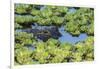 Louisiana, Jefferson Island. Alligator in Swamp Lettuce-Jaynes Gallery-Framed Premium Photographic Print