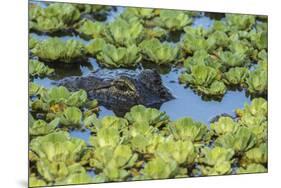 Louisiana, Jefferson Island. Alligator in Swamp Lettuce-Jaynes Gallery-Mounted Premium Photographic Print