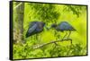 Louisiana, Jefferson Island. Little Blue Heron Courtship Behavior-Jaynes Gallery-Framed Stretched Canvas