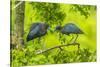 Louisiana, Jefferson Island. Little Blue Heron Courtship Behavior-Jaynes Gallery-Stretched Canvas