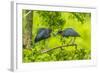 Louisiana, Jefferson Island. Little Blue Heron Courtship Behavior-Jaynes Gallery-Framed Photographic Print