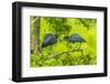 Louisiana, Jefferson Island. Little Blue Heron Courtship Behavior-Jaynes Gallery-Framed Photographic Print